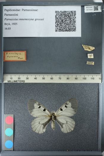 Media type: image;   Entomology 175507